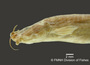 Pygidium zonatum FMNH 58573 holo lath